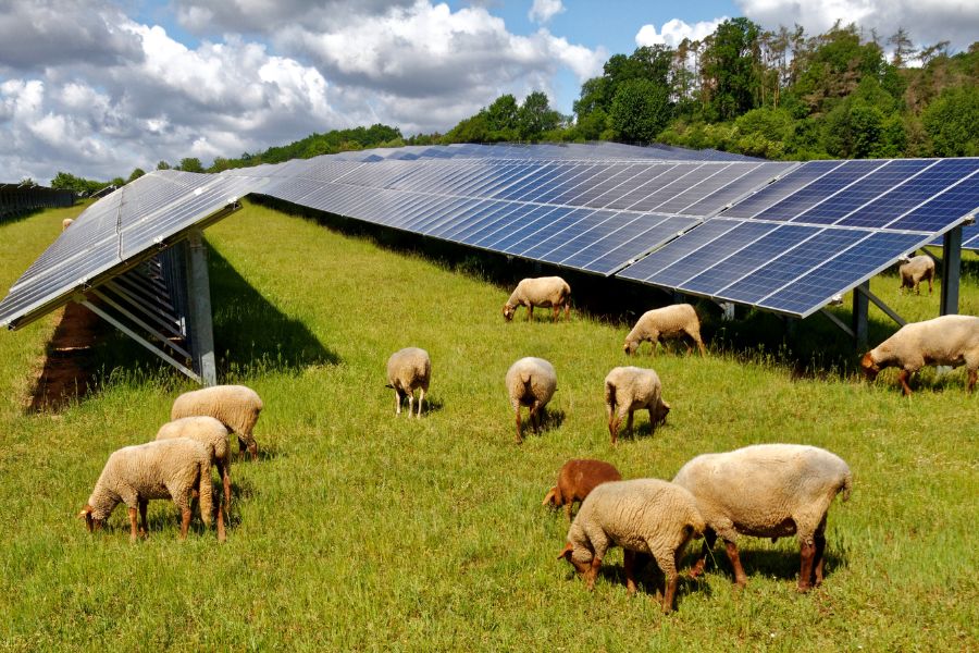 Solar farm with grazing sheep